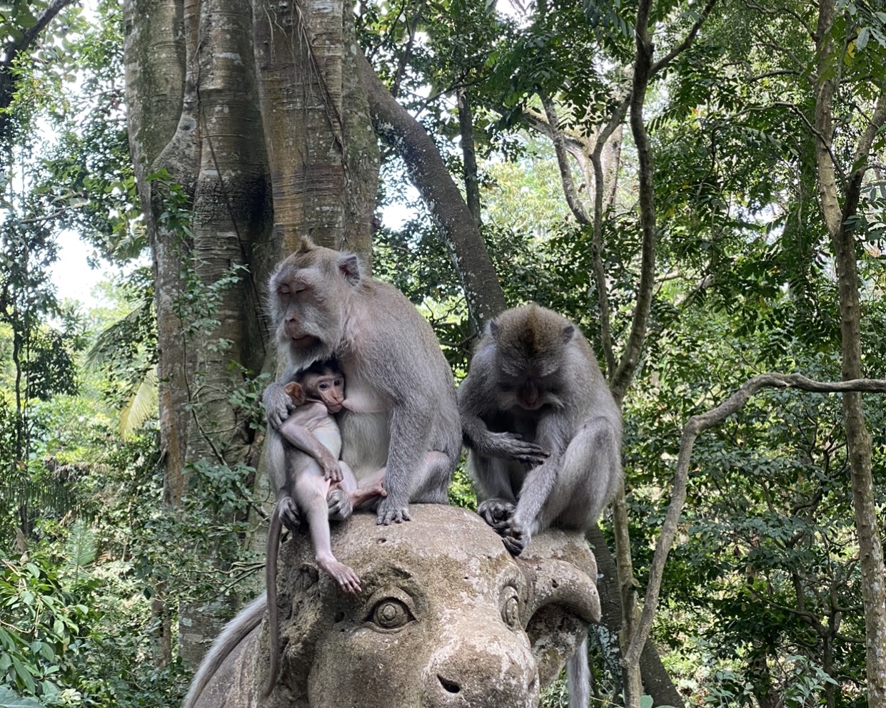 Ubud Day Tours : Monkey Forest – Rice Terrace – Waterfall – Water Temple ( Private Trip )