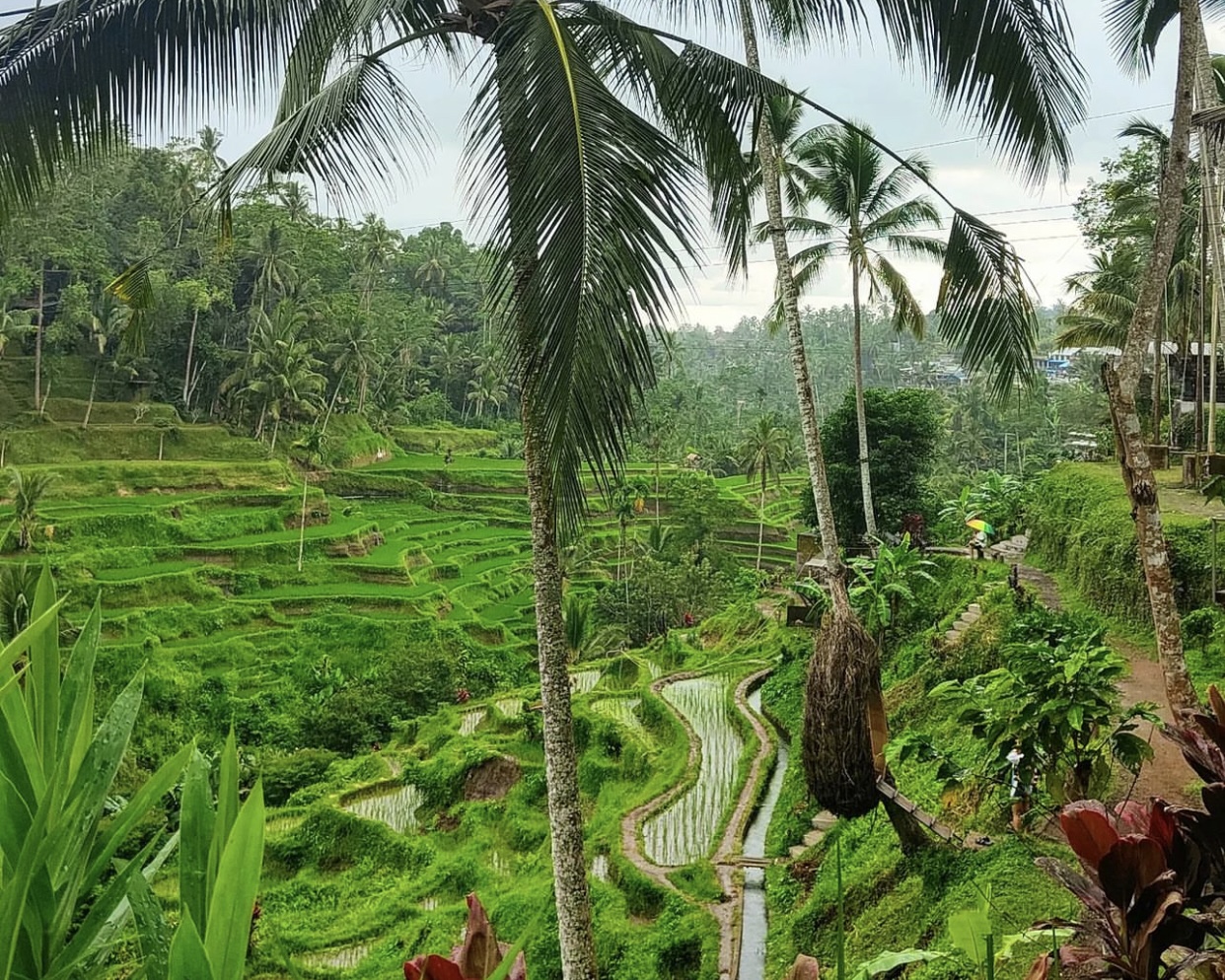 Ubud: Monkey Forest, Water Temple, Rice Terrace, Waterfall