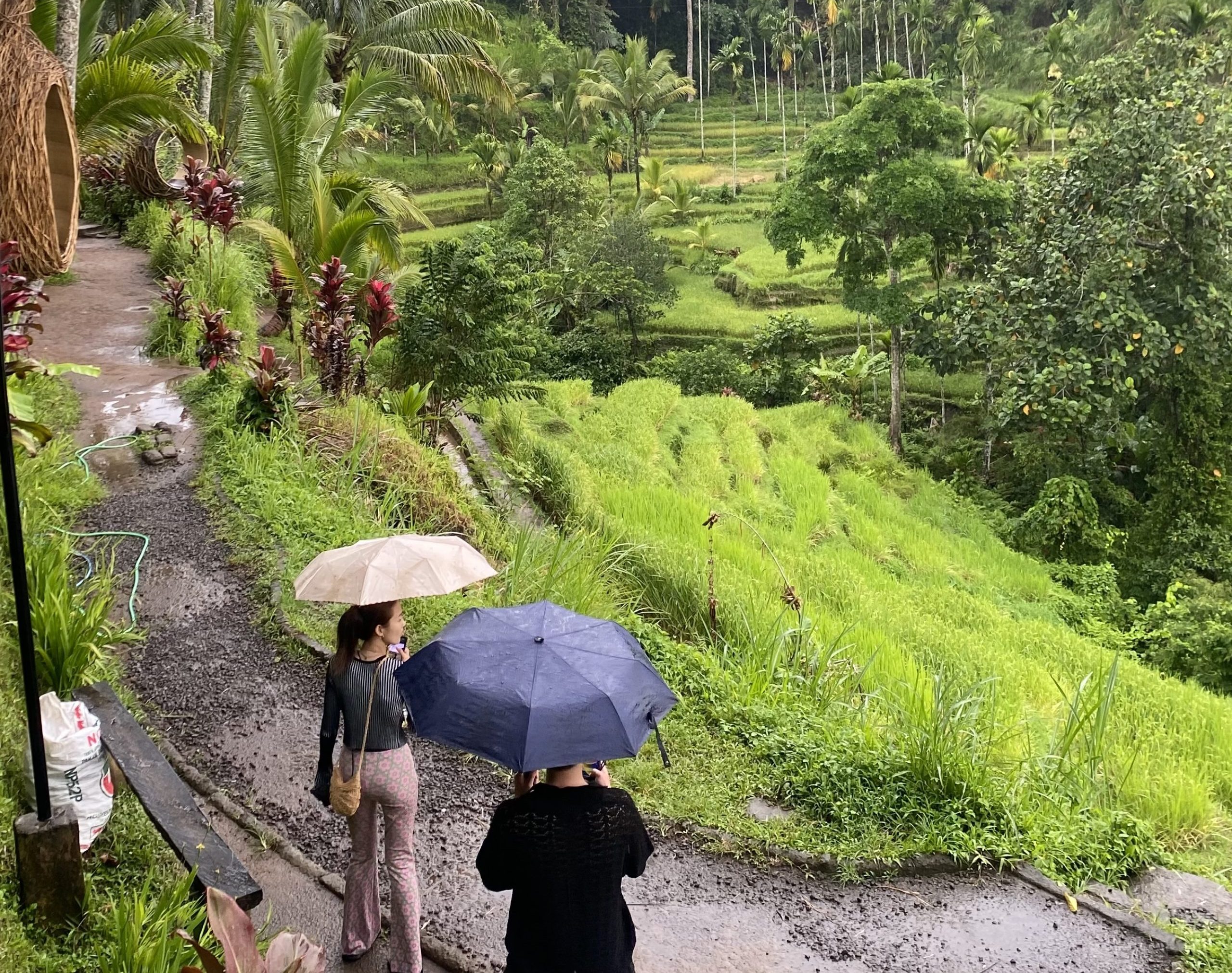 Ubud: Monkey Forest, Water Temple, Rice Terrace, Waterfall
