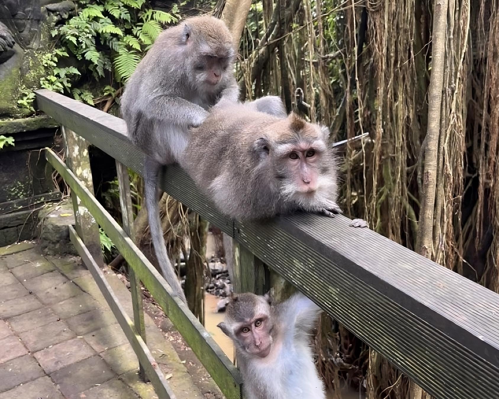 Ayung Rafting with Monkey Forest included Lunch and Transport
