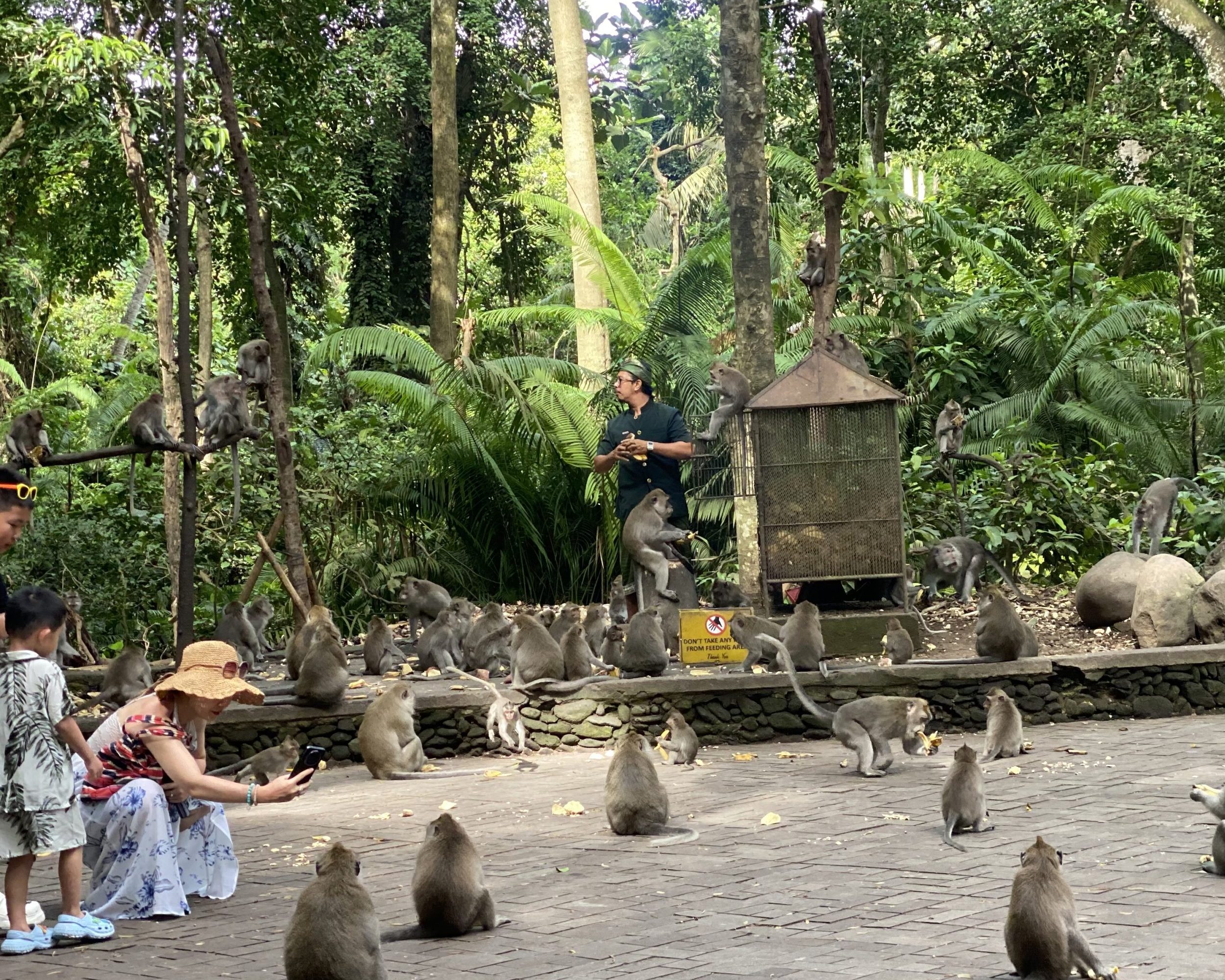 Ubud: Monkey Forest, Water Temple, Rice Terrace, Waterfall