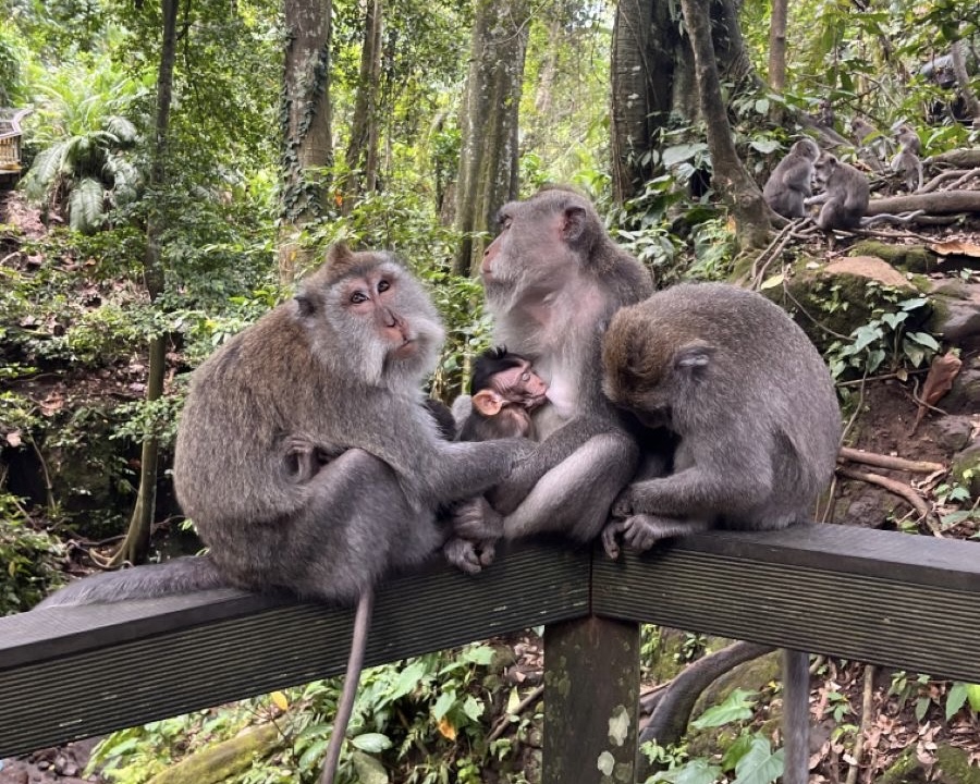 Ubud Day Tours : Monkey Forest – Rice Terrace – Waterfall – Water Temple ( Private Trip )
