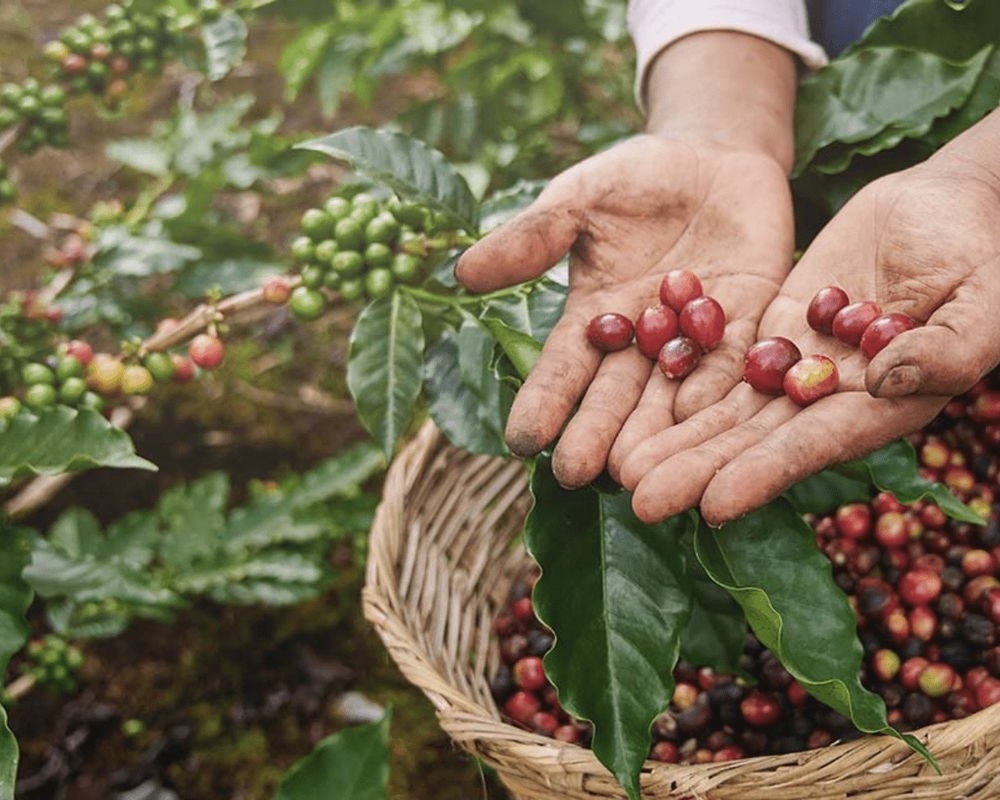 Half Day : Explore Ubud with Private Tours All-Inclusive