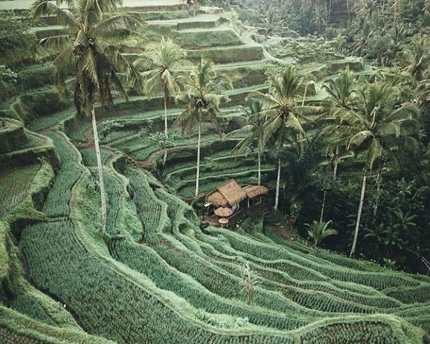 Kintamani Volcano – Jungle Swing – Rice Terrace – Waterfall – Temple