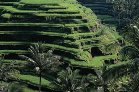 Ubud: Monkey Forest, Water Temple, Rice Terrace, Waterfall
