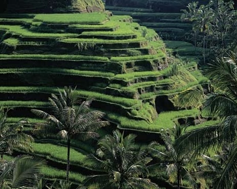 Ubud: Monkey Forest, Water Temple, Rice Terrace, Waterfall
